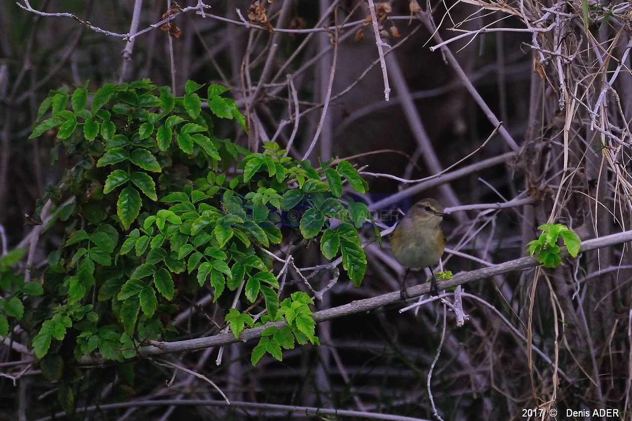 Pouillot Phylloscopus sp-Safaga Menaville-0m-20171124-Denis-ADER-DSC_3937_tn.jpg